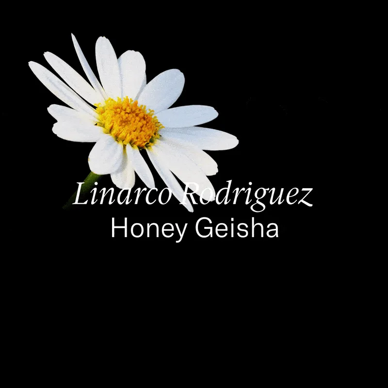 Colombia — Linarco Rodriguez Honey Geisha