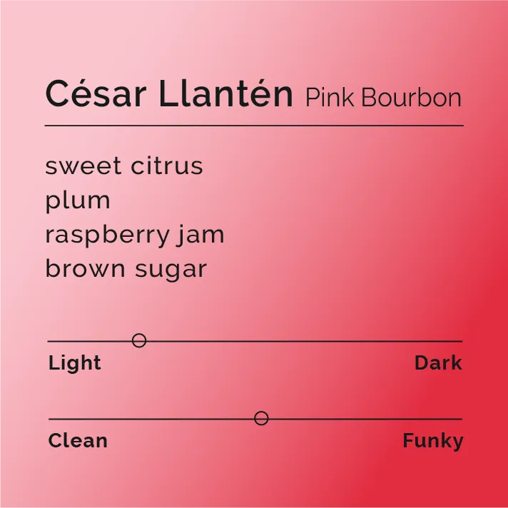 César Llantén - Pink Bourbon