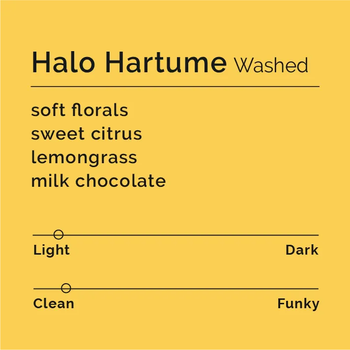 Halo Hartume - Washed