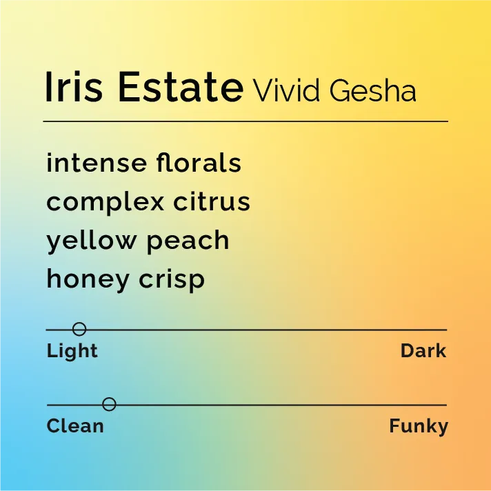 Iris Estate - Vivid Gesha