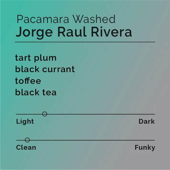 Jorge Raul Rivera - Pacamara Washed