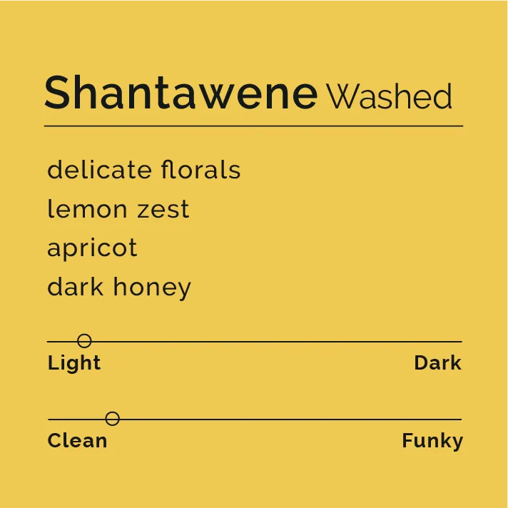 Shantawene - Washed
