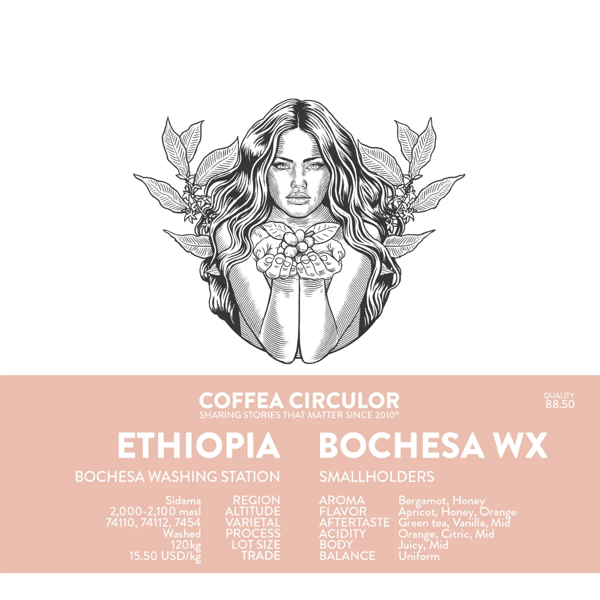 ETHIOPIA Bochesa Washed WX