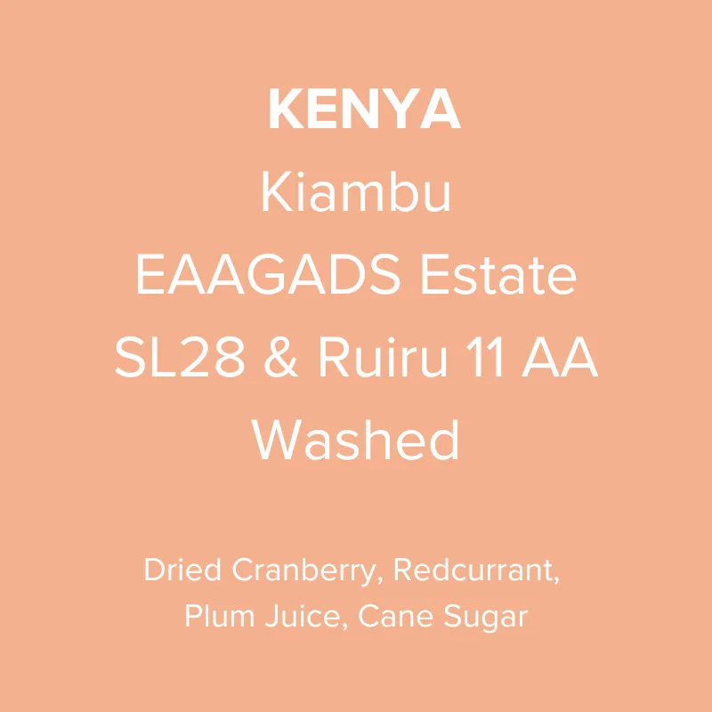 Kenya Kiambu EAAGADS Estate SL28 & Ruiru 11 Washed AA TOP