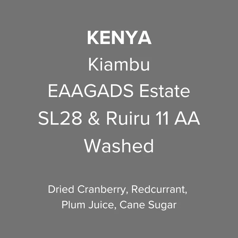 Kenya Kiambu EAAGADS Estate SL28 & Ruiru 11 Washed AA TOP