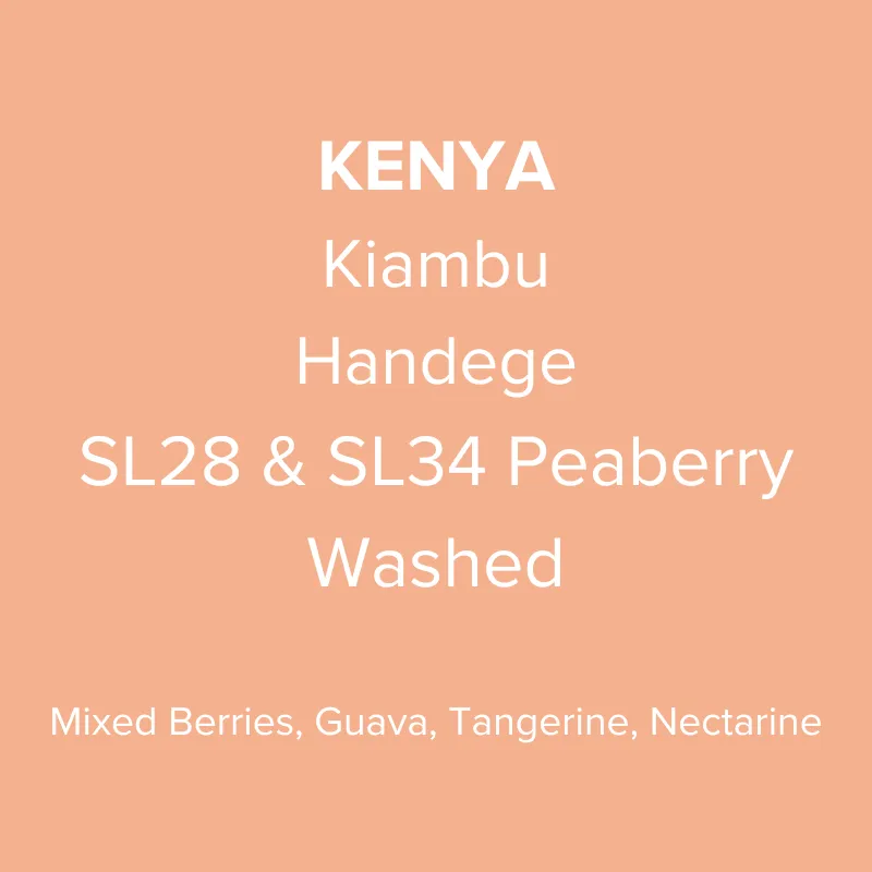 Kenya Kiambu Handege SL28 & SL34 Peaberry Washed PB TOP