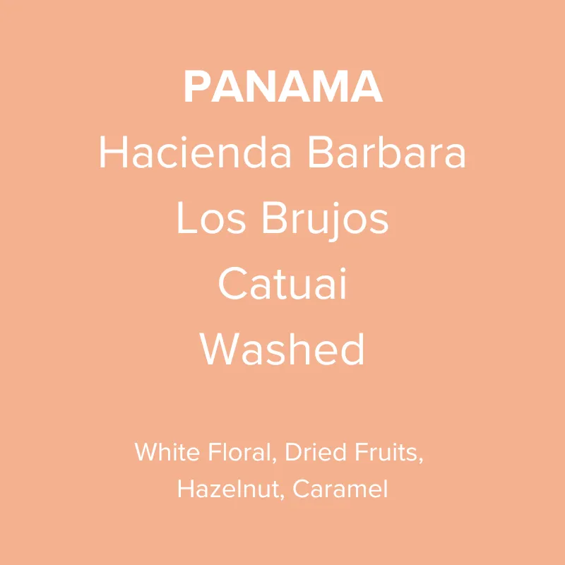 Panama Hacienda Barbara Los Brujos Catuai Washed