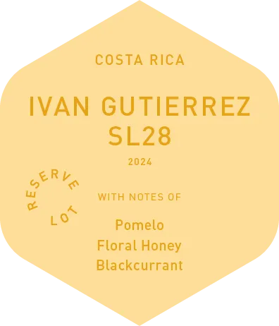 Ivan Gutierrez SL28 - Wet Process - 2024