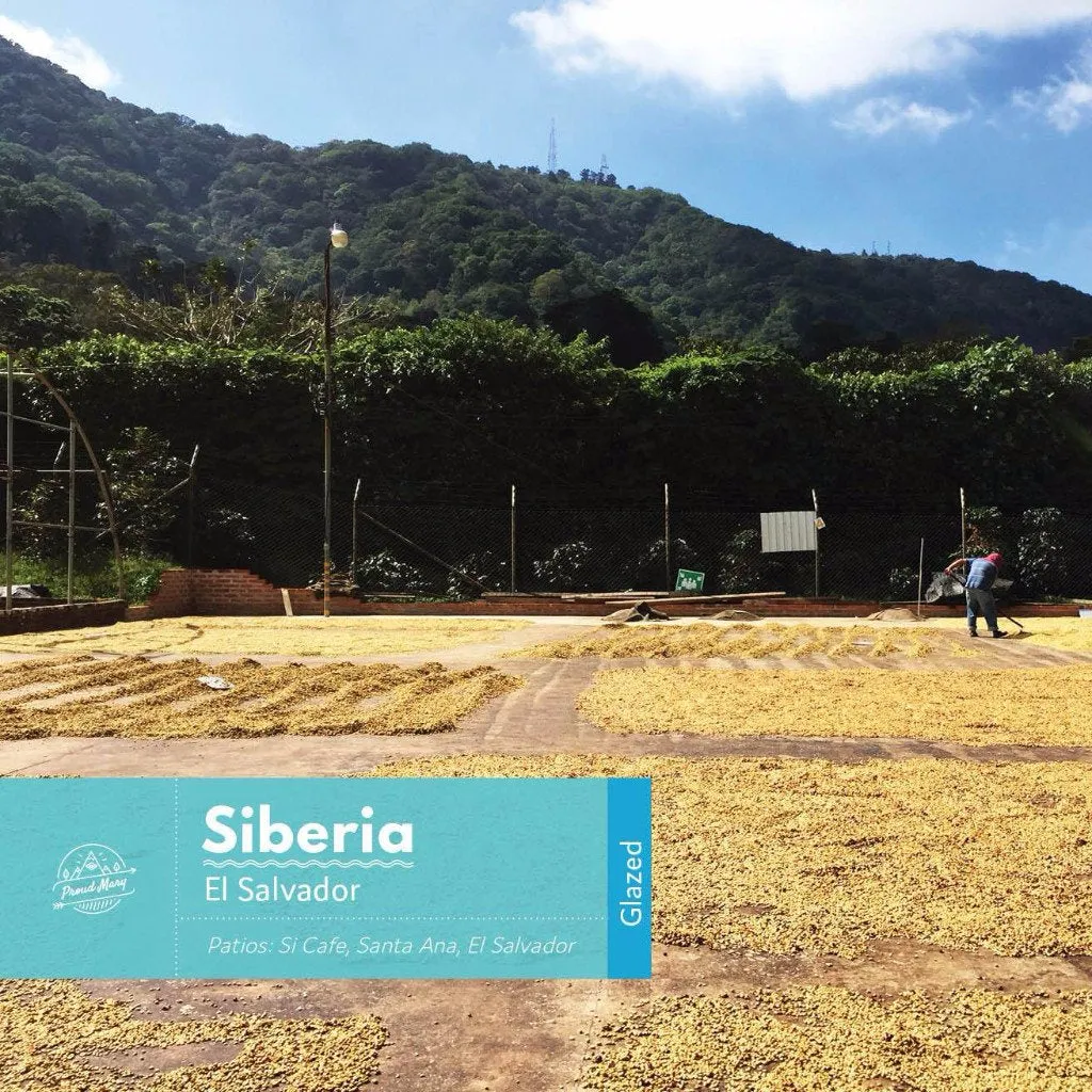 El Salvador | Siberia | Red Bourbon | Glazed
