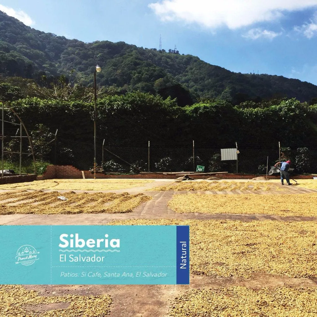 El Salvador | Siberia | Red Bourbon | Natural