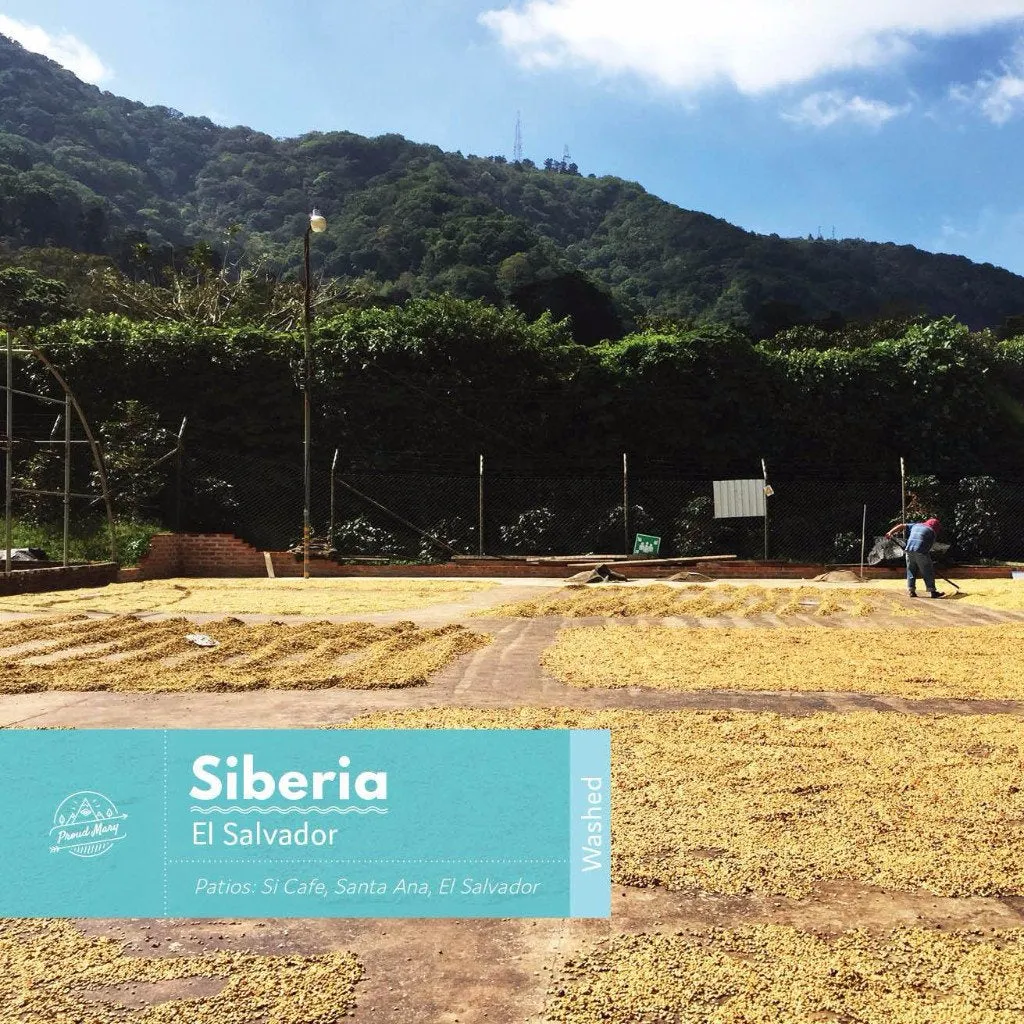 El Salvador | Siberia | Red Bourbon | Washed
