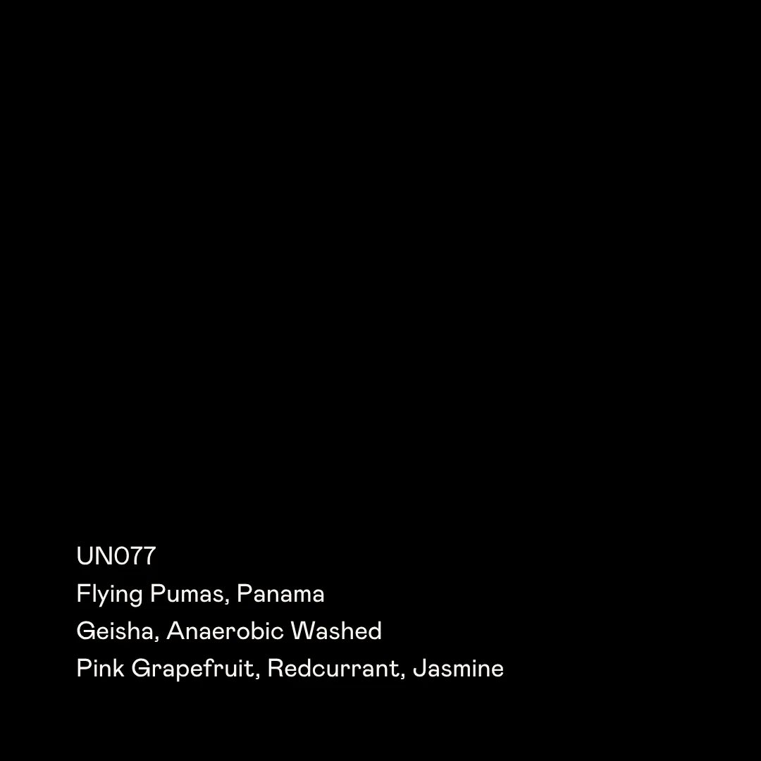 UN077 - Flying Pumas, Anaerobic Washed Geisha